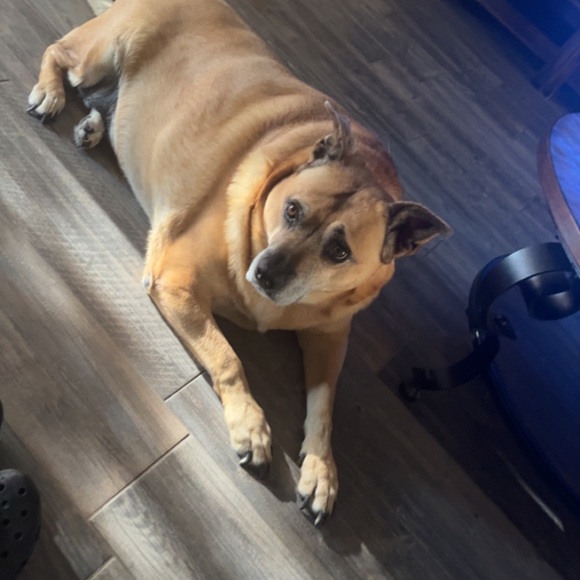 Meet your Posher, Irene - Picture 3 of 3